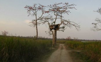 Partir à la découverte du parc national de Kaziranga en Inde