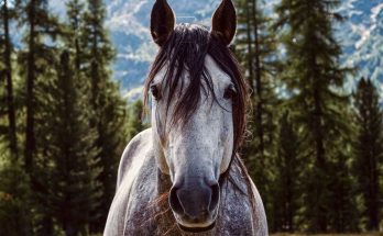 5 idées cadeaux pour les amoureux des chevaux