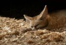 Destination Sahara : zoom sur le fennec