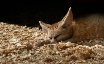 Destination Sahara : zoom sur le fennec