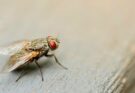 Comment se débarrasser des mouches à la maison