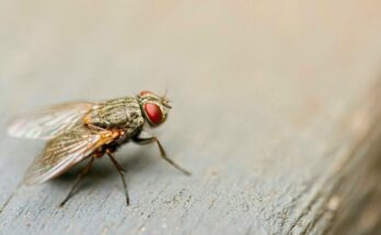 Comment se débarrasser des mouches à la maison