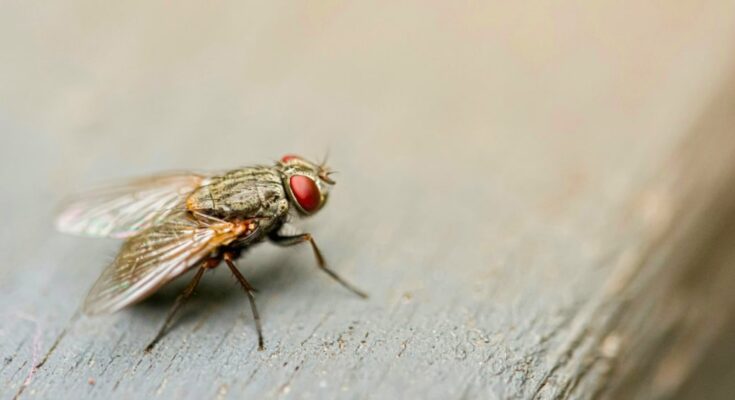 Comment se débarrasser des mouches à la maison