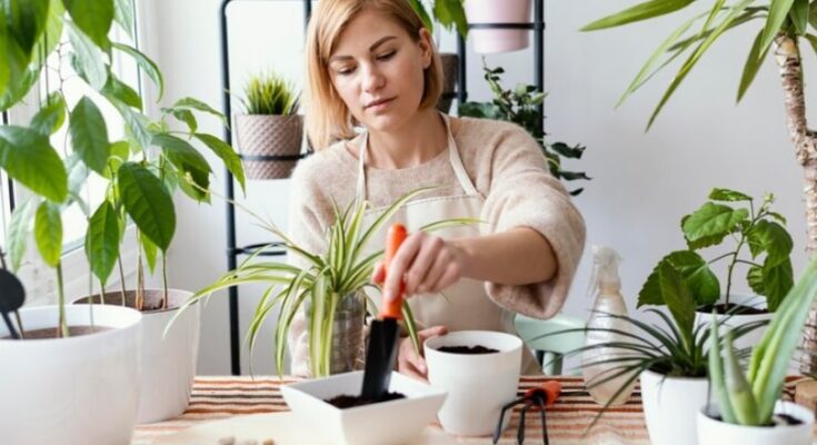 Les bienfaits prouvés des plantes d’intérieur