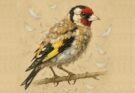 Oiseaux en mue : ce qui est normal et ce qui doit alerter
