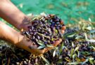 Kabylie : une saison de cueillette des olives plus tôt que prévu