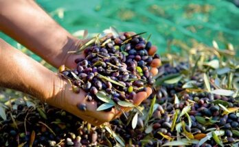 Kabylie : une saison de cueillette des olives plus tôt que prévu