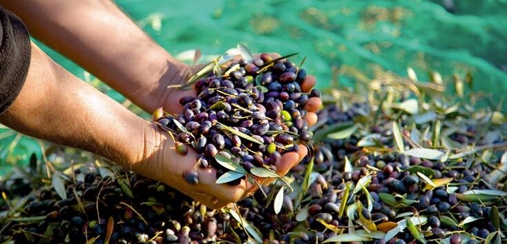 Kabylie : une saison de cueillette des olives plus tôt que prévu